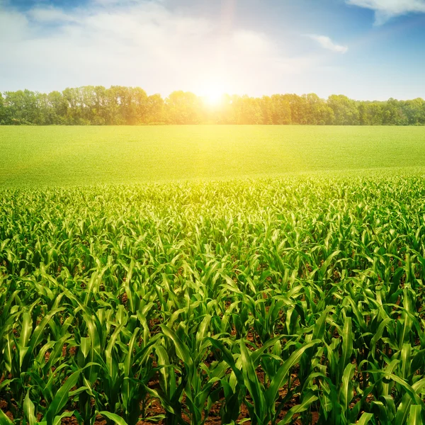 Amanecer sobre el campo de maíz — Foto de Stock