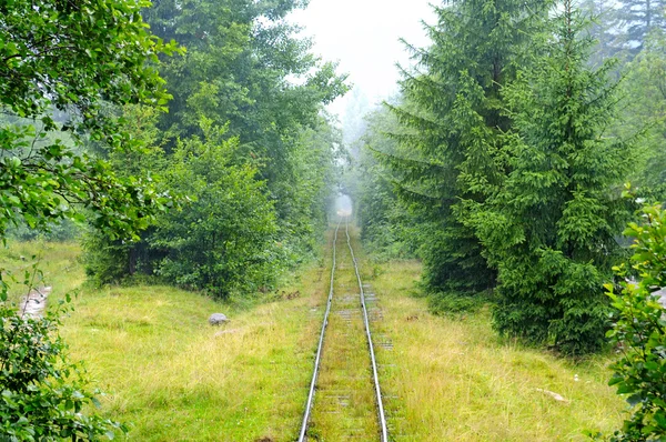 숲에 있는 좁은 계기 철도 — 스톡 사진