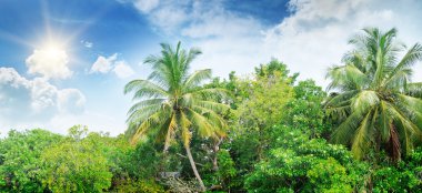 Hindistan cevizi avuç içi parlak güneş yaktı