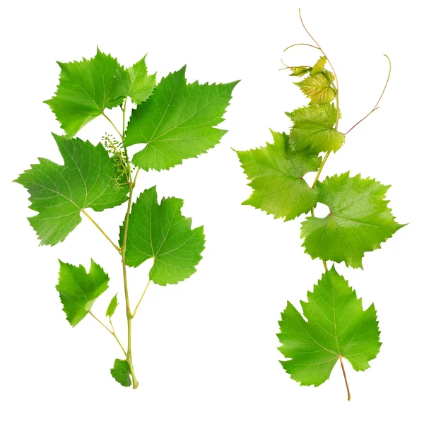 Feuilles de vigne isolées sur fond blanc — Photo