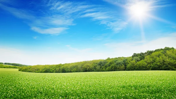 Salida del sol sobre un campo verde — Foto de Stock