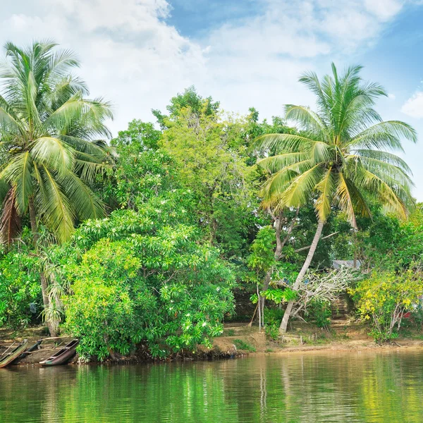 Rivière tropicale avec palmiers sur les rives — Photo