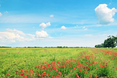 buğday ve kırmızı poppies alan