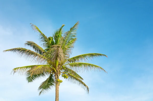 Palmo alto su sfondo di cielo blu — Foto Stock