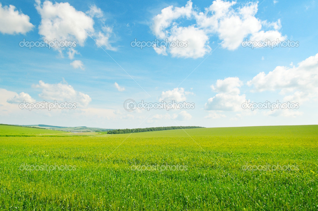 green wheat field and blue cloudy sky