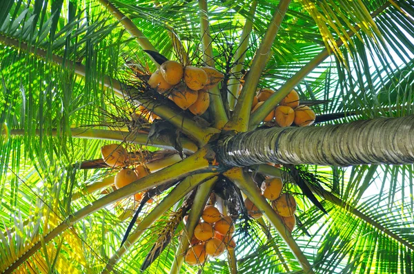 椰子树背景 — 图库照片