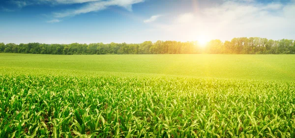 Sunrise over the corn field — Stock Photo, Image