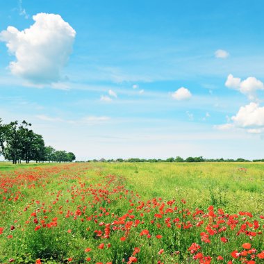 buğday ve kırmızı poppies alan