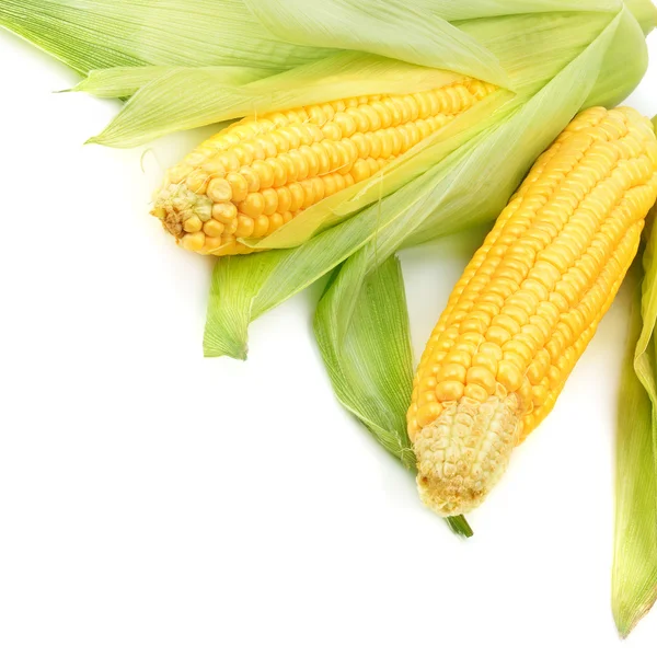 Corn cobs isolated on a white background — Stock Photo, Image