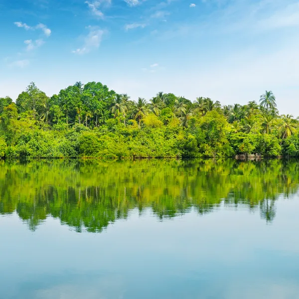 Mangrovie e cielo blu — Foto Stock