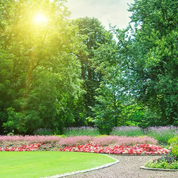 Východ slunce v krásné letní park — Stock fotografie