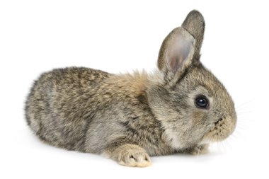  Beyaz arkaplanda izole edilmiş tavşan