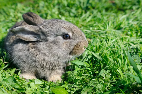 Pequeño conejo sobre fondo de hierba verde — Foto de Stock