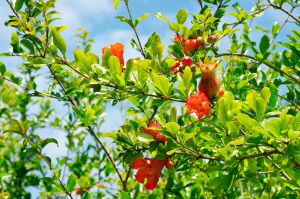 Granaatappelboom met bloemen en onrijpe vruchten — Stockfoto