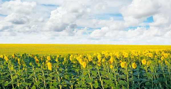 Fält med blommande solrosor och blå himmel — Stockfoto
