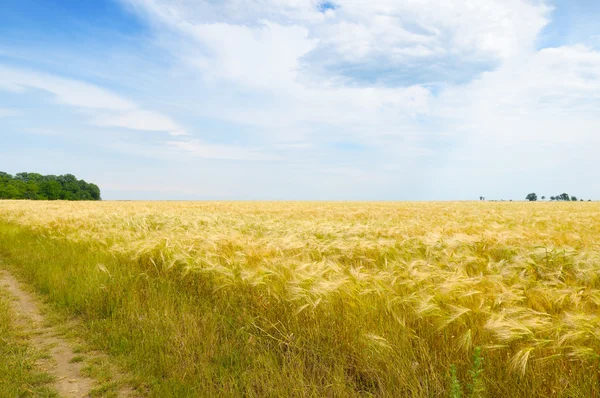 Weizenfeld und blauer Himmel — Stockfoto