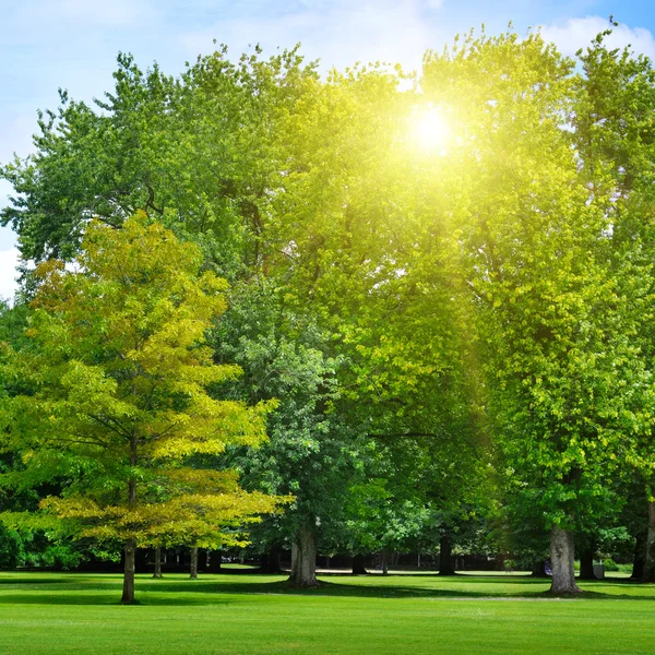Lever de soleil dans un beau parc — Photo