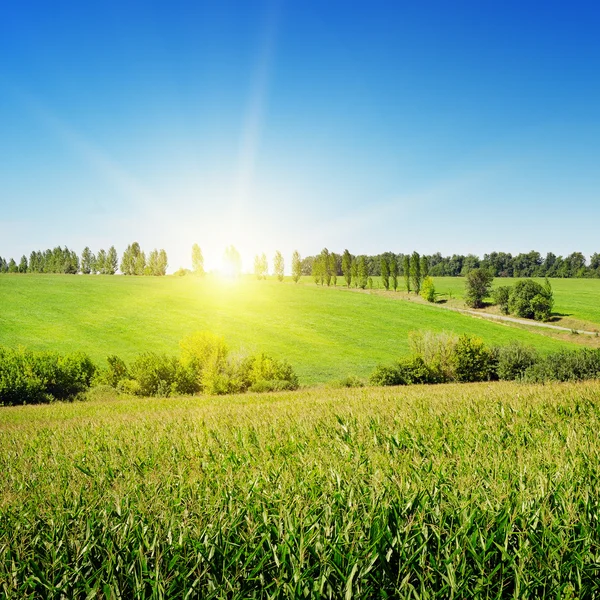 Nascer do sol sobre o campo de milho — Fotografia de Stock