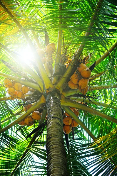 阳光穿过棕榈树的叶子 — 图库照片