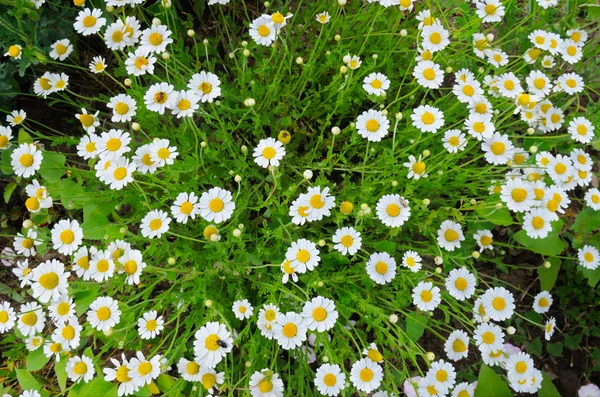 Vit camomiles och gräs — Stockfoto