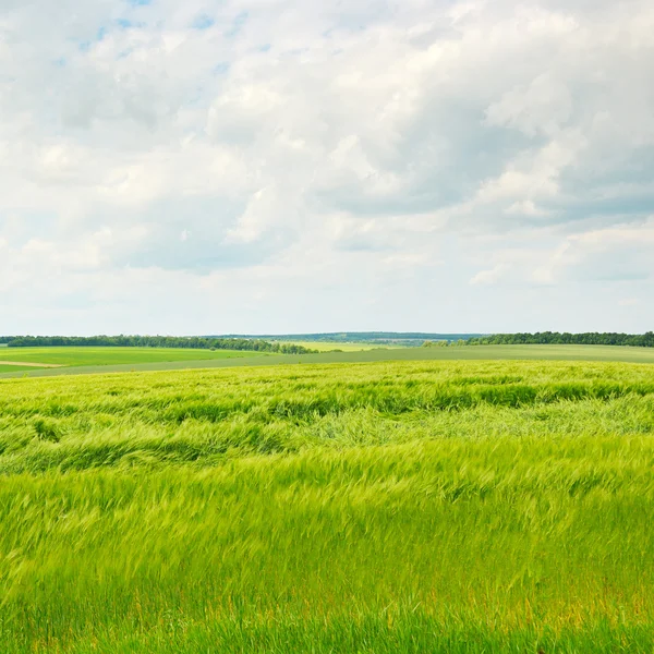Zielone pole pszenicy i błękitne zachmurzone niebo — Zdjęcie stockowe