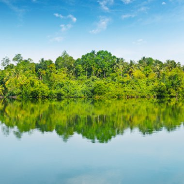 mangrov ve mavi gökyüzü