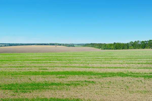 Fält och blå himmel — Stockfoto