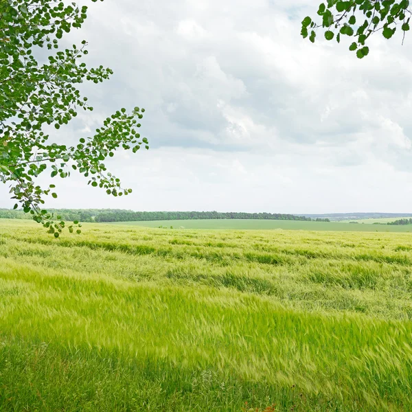 Field and blue cloudy sky — Zdjęcie stockowe