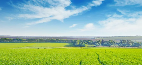 Feld und blauer Himmel — Stockfoto