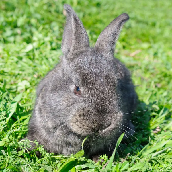 Piccolo coniglio su sfondo erba verde — Foto Stock