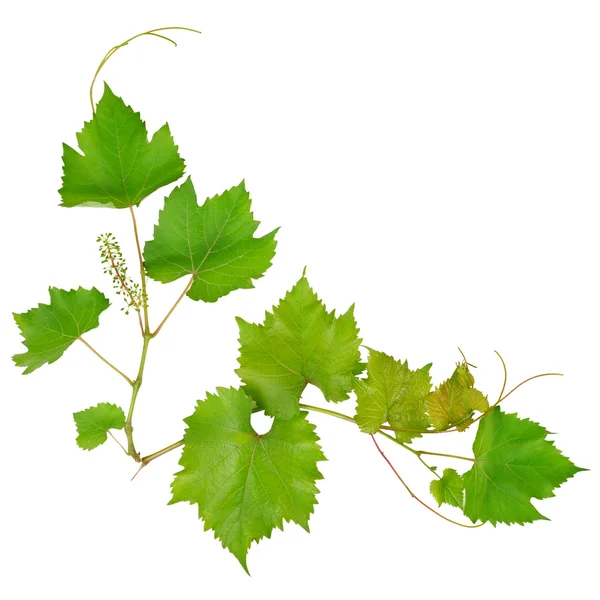 Hojas de uva aisladas sobre fondo blanco — Foto de Stock