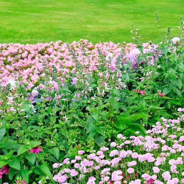 Beautiful flowerbed — Stock Photo, Image