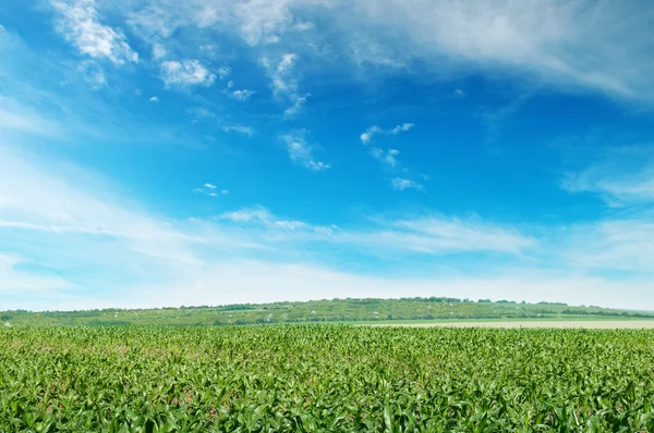 Maisfeld mit den jungen Trieben — Stockfoto