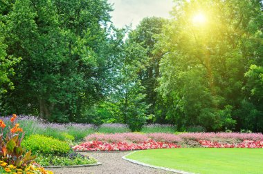 zonsopgang in mooie zomerse park