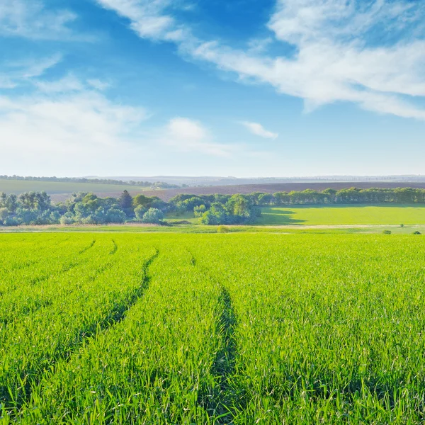 Campo e céu azul — Fotografia de Stock