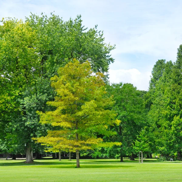 Zomer park met prachtige groene gazons — Stockfoto