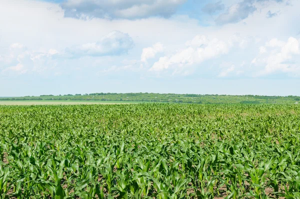 Pole kukurydzy z młodych pędów — Zdjęcie stockowe
