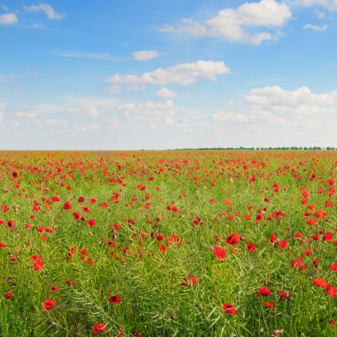 Yeşil tarlada gelincikler