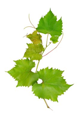 Beyaz arkaplanda yalıtılmış üzüm yaprakları