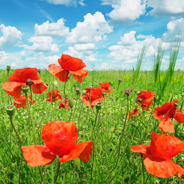 Poppies on green field — Stock Photo, Image