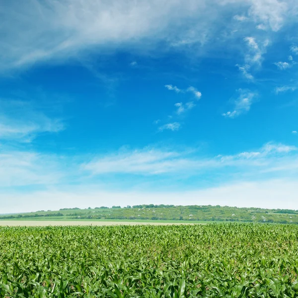 Corn field with the young shoots — Stock Photo, Image