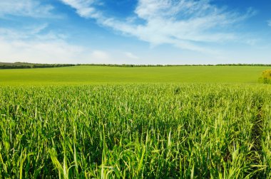 Çayır ve mavi gökyüzü
