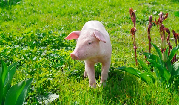Cerdo divertido en una hierba verde —  Fotos de Stock