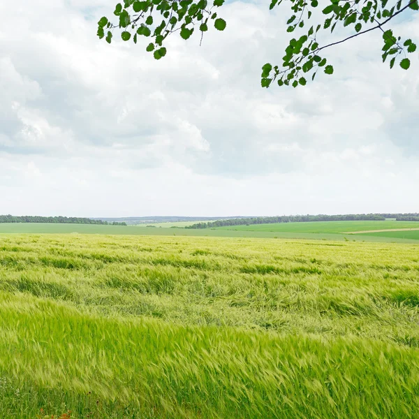 Field and blue cloudy sky — Zdjęcie stockowe