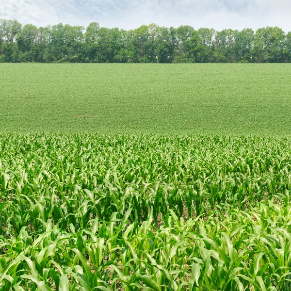 Kukorica a területen, a fiatal hajtások — Stock Fotó