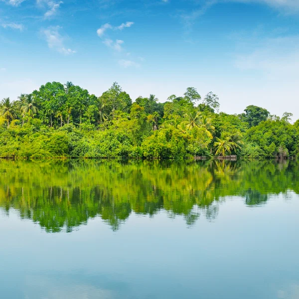 Mangroven und blauer Himmel — Stockfoto