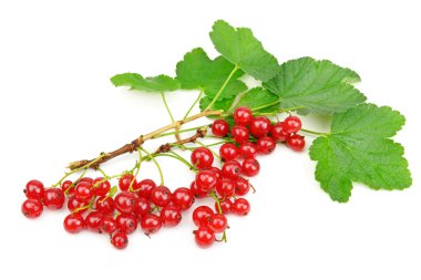 Beyaz arkaplanda kırmızı frenk üzümü izole edildi