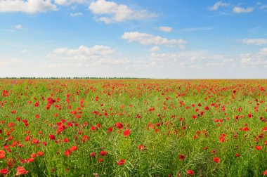 Yeşil tarlada gelincikler