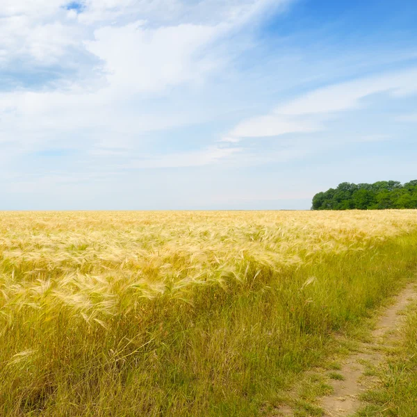 Weizenfeld und blauer Himmel — Stockfoto