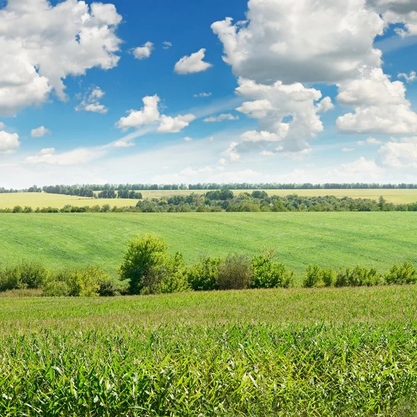 Campo de maíz y cielo azul —  Fotos de Stock